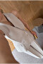 Beige Asymmetric Collar Gold Buttoned Vest Trousers Set - 9692 - 3