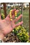Küre Kesim Beirut Damla Zaza Prayer Beads