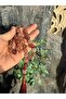 Fire Quartz Prayer Beads, Hematoid Quartz Misbaha, 33 Beads 10mm Dhikr Tasbih, Ramadan Gift - 4