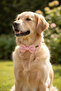 Candy Dog Collar - with Charm Gift