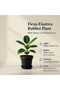 Ficus Elastica or Rubber Plant 30CM - 5