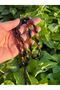 Dream Agate Oval Shape Misbaha, Islamic 33 Beads Tasbih , Spiritual Prayer Beads, Ramadan Gift - 2