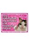 New Driver's License Car Glass Accessory with Suction Cup Cat Theme - 2