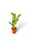 Zamia Bitkisi 50cm-55cm