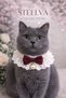 Bow and Pearl Cat Outfit Burgundy (Collar, Bandana)