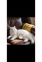 Cat Hair Storage Souvenir Keychain Transparent Keychain with Cat Figure - 2