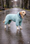 Dog Raincoat |   4-Legged Waterproof & Windproof Dog Outfit - Premium Dog Clothes - 2