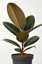 Ficus Elastica or Rubber Plant 30CM - 4
