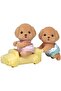 Toy Poodle Twins