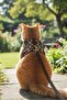 Leopard Cat Harness Set Anti-Escape/Breathable Fabric/Leash Included