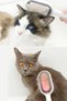 Buffer ®   Cat and Dog Hair Collection Brush with Water Tank Pet Comb with Water Tank - 7
