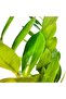 Zamia Bitkisi 50cm-55cm - 2