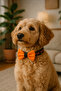 Adjustable Cat Dog Bow Tie - 2
