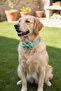 Sky Dog Collar with Detachable Bow