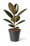Ficus Elastica or Rubber Plant 30CM - 3