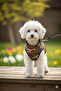 Cat - Dog Waterproof Winter Camouflage Vest with Fleece Inside - Coat - Raincoat - Sweatshirt - Clothing - 5