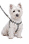 طقم طوق وحزام للكلاب - 2
