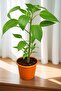 Vibrant Capsicum (Bell Pepper) Plant | Fresh & Fruit-Bearing