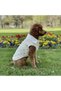 Cat - Dog Winter Denim Jacket with Fleece Inside and Sequins Outside - Coat - Raincoat - Vest - Clothing - 3