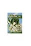 Seeds Onion AVS 42/1 - 5