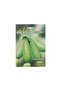 Vegetable Squash Lebanese Marrow Seeds - 3
