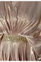 Shimmer Rose - 4