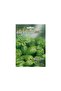 Basil Genovese Seeds - 5