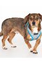 Westley Adjustable Chest Harness - 4