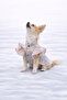 Cat - Dog Transitional Valonlu Shirt - Clothing - Dress - 2