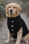 Dog Knitted Poncho – Stylish Dog Outfit with Button Detail