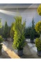 Limoni Servi - 2