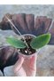 Hoya İnflata Mum Çiçeği - 3