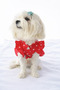 Cat - Dog Summer Clothes Cotton in Poplin - Outfit - T-Shirt - 6