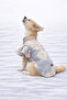 Cat - Dog Transitional Valonlu Shirt - Clothing - Dress - 5