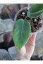 Hoya İnflata Mum Çiçeği - 4
