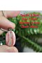 Rodokrozite Steel Chain Natural Stone Necklace-13- (Handmade Design Products) - 2