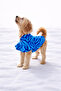 Cat - Dog Transitional Valonlu Shirt - Clothing - Dress