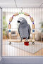 Jako Parrot Wooden Swing - 3