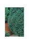 Seminte de broccoli Calabrese Amia, 3 g - 3