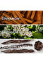 CINNAMON MUSK Eau De Parfum 50ml For Men, Spicy Long Lasting Perfume - 36 Hrs, Inspired By-ALTHAIR - 4