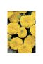 Spring flower seeds, dwarf crocus, yellow, Amia - 4