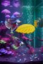 Beta Fish Resting Area • Yellow and Its Shades • Beta Leaf Resting Area • Mdizmir