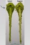 Matcha Select 200 Gr – Pure Japanese Matcha Tea |   For Milk, Smoothies & Wholesale Use - 4