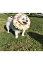Cat-Dog Collar-Elizabeth Collar Operation Collar-Cat Neck Pillow(Arilar) - 7