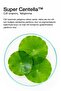 Moisturizing and Revitalizing Madecassoside Korean Mask for Dry and Tired Skin 23 Gr - 2