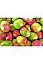 Mango Konservesi 425 gr* 3 Adet - 5