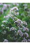Thyme Hydrosol |   100 ml - 100% Natural - 3