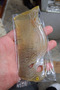 100% Real Buffalo Horn Handcrafted Comb with Bird Figure - 3