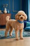 Bntmkt-0028-Db-1M Knitted Cat & Dog Collar 1.5X26-40 cm