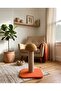 فطر تسلق القطط - 7